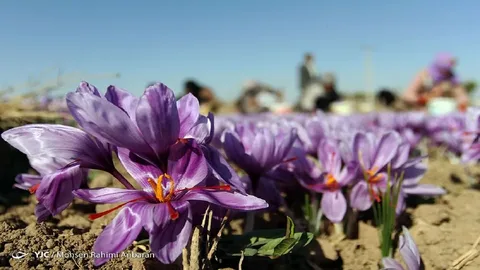 تصویر 4 از خرید زعفران قائنات مشهد + فروش صادراتی